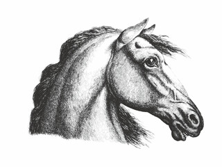 Horse portrait. Doodle sketch. Vintage vector illustration.