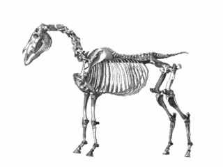 Skeleton of a horse. Vintage vector illustration. Halftone style.