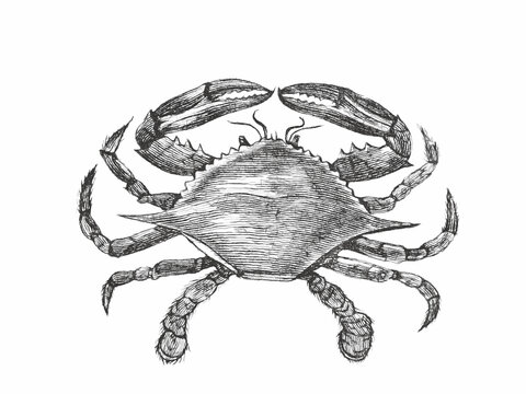 Atlantic blue crab or Callinectes sapidus. Doodle sketch. Vintage vector illustration.