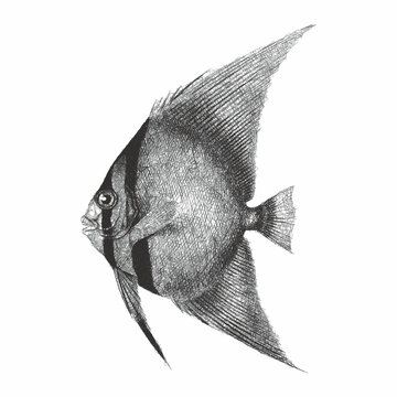 Orbicular batfish. Doodle sketch. Vintage vector illustration.