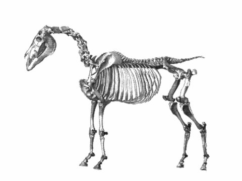 Skeleton of a horse. Vintage vector illustration. Halftone style.