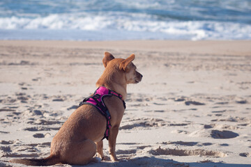 Back view of mixed-breed brown dog wearing a harness, sitting alone on the sand at the beach and looking out to the ocean on a sunny day - Powered by Adobe
