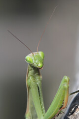 Insect green praying mantis in nature close-up