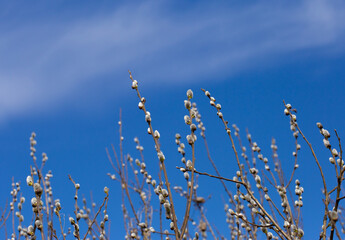 Twigs with Pussy willow buds in front of blue sky. Bright sunny photo background.