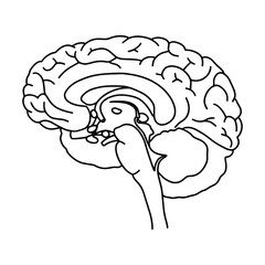 Vector, anatomical Brain. Realistic Brain illustration isolated on white background. Vector medical Brain logo.