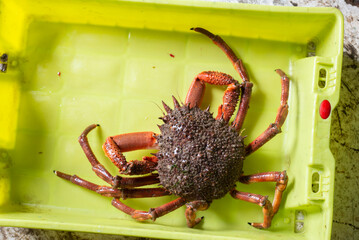 spider crab in a box, freshly caught and waiting to be sold at the port.