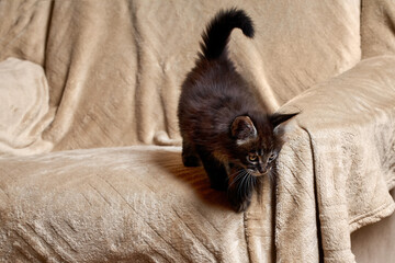 Small cute Maine Coon kitten is playing