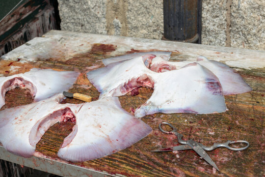 Fish Cut And Prepared At The Port For Sale And Distribution. Anglerfish