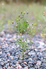 Small Toadflax, also called Dwarf snapdragon, wild plant from Finland