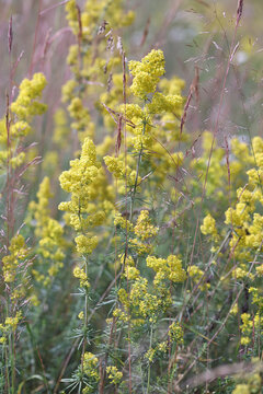 Lady's Bedstraw, also called Wirtgen’s bedstraw and Yellow bedstraw, wild flower from Finland