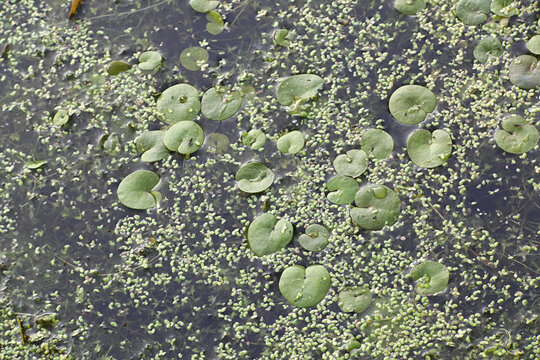 Frogbit, also known as European Frog-bit or European Frog’s-bit, wild free-floating water plant from Finland