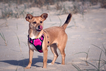 Mixed-breed dog in a pink harness standing on a sandy dune at the beach with the tongue out licking...