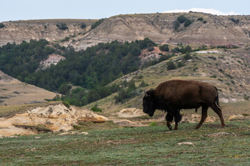 American Bison in the field of Theodore Roosevelt NP, North Dakota