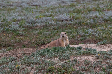 A Black Tailed Prairie Dog in Theodore Roosevelt NP, North Dakota