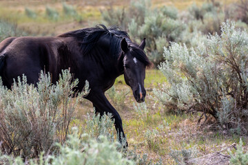 Fototapeta na wymiar Wild horses in Theodore Roosevelt NP, North Dakota