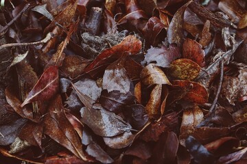 Beautiful of brown dried leaves background