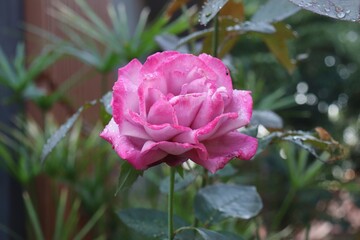 Beautiful of pink rose flower and green leaves