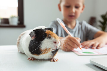 Young pupil making his homework with his friend guinea pig  at the desk in home - obrazy, fototapety, plakaty
