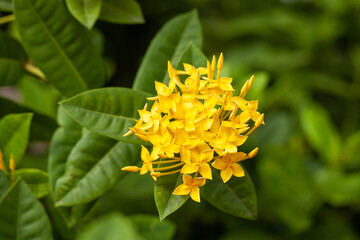 yellow ixora spp