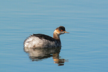 Svasso piccolo (Podiceps nigricollis) nell'acqua in Inverno