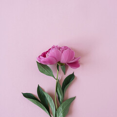 Pink peony flower on pink background