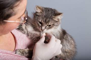 Deworming in pets. Bread a pill for cat. Sickness of hope pets.