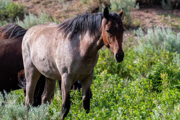 Fototapeta premium Wild horses in Theodore Roosevelt NP, North Dakota