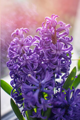 A bouguet of blue hyacinth growing in a flower pot on a window.