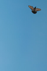 Pigeon Flying in the Blue sky