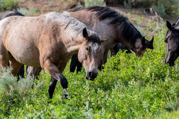 Wild horses in Theodore Roosevelt NP, North Dakota