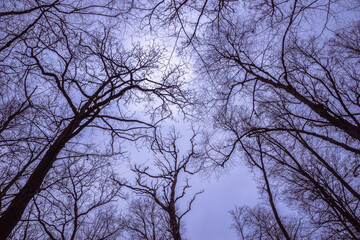 trees under an overcast winter sky