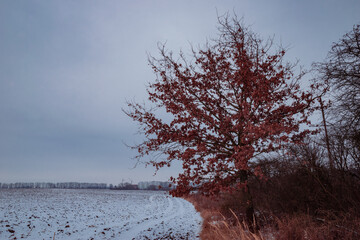 an oak with dried leaves at the edge of a snow-covered field