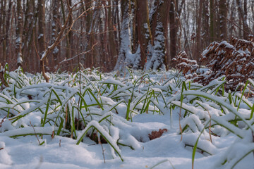 green grass under the snow in the winter forest