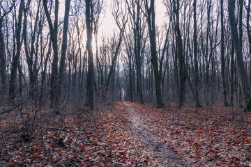 a forest road in the autumn forest in the morning