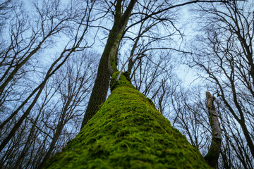a fallen tree clings to a neighbor and tries to move on