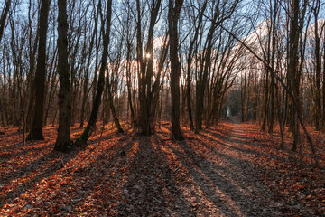 the autumn forest casts shadows from the sun