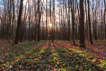 sunset in the autumn forest