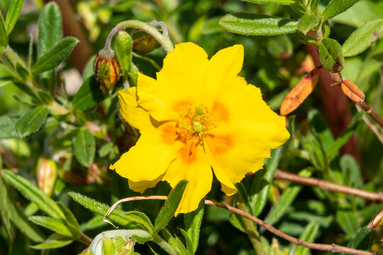 Helianthemum 'Ben Fhada' a summer flowering evergreen small shrub plant with an yellow orange  summertime flower commonly known as rock rose, stock photo image