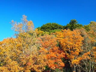 Naklejka premium 黄葉のコナラのある冬の森と青空