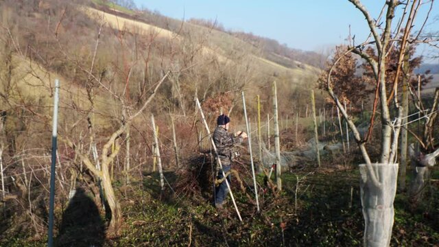 senior caucasian wine maker man pruning grapes vines in the organic farm with double guyot french method in the hills of Castell'Arquato, Piacenza Italy
