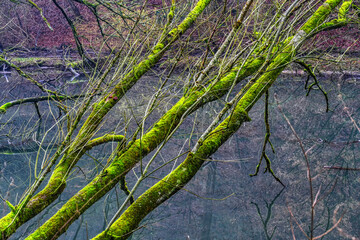 Umgestürzte Bäume mit Moos an einem Teich im Neandertal im Winter