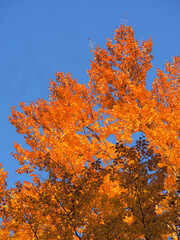 Autumn leaves at the carpathian forest