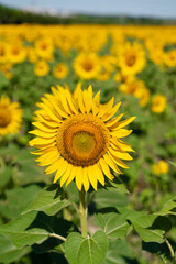 Sunflower against blu sky natural background. Sunflower is blooming. Close-up of agricultural field with yellow sunflower.