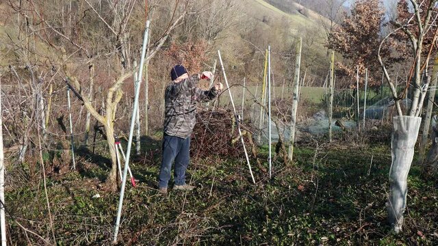senior caucasian wine maker man pruning grapes vines in the organic farm with double guyot french method in the hills of Castell'Arquato, Piacenza Italy
