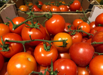 Boxes of ripe tomatoes 