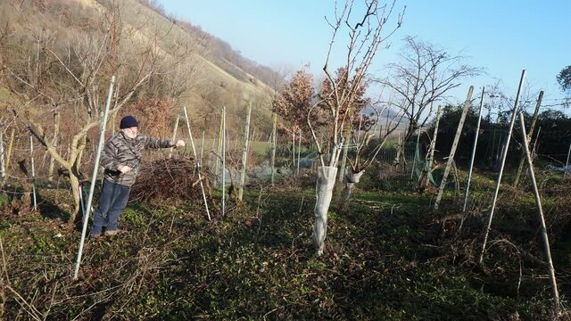 senior caucasian wine maker man pruning grapes vines in the organic farm with double guyot french method in the hills of Castell'Arquato, Piacenza Italy

