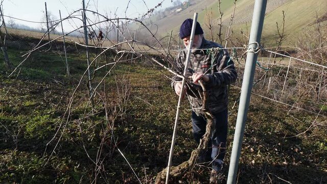 senior caucasian wine maker man pruning grapes vines in the organic farm with double guyot french method in the hills of Castell'Arquato, Piacenza Italy
