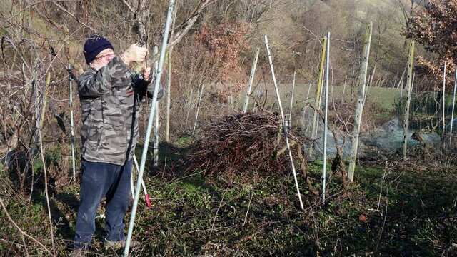 senior caucasian wine maker man pruning grapes vines in the organic farm with double guyot french method in the hills of Castell'Arquato, Piacenza Italy
