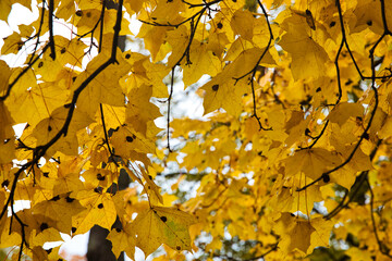 autumn leaves background