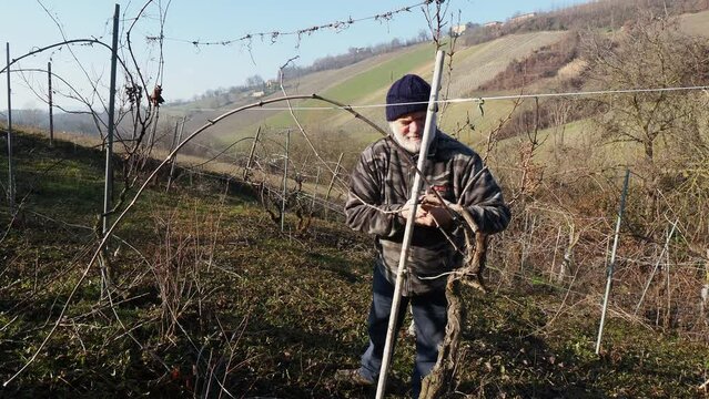 senior caucasian wine maker man pruning grapes vines in the organic farm with double guyot french method in the hills of Castell'Arquato, Piacenza Italy
